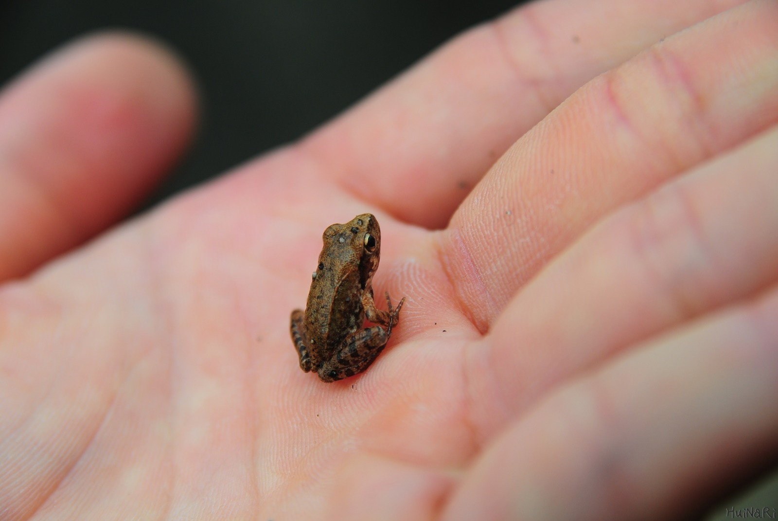 2025 멸종위기 동물|북방산개구리, 봄을 깨우는 논두렁의 수호자