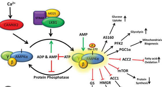 ampk AMP-activated kinase 효소 효능 영양제 뜻 부작용 복용법 공복 복용 시간 성분 다이어트 신진대사 활성제 활성화 방법 apt 간헐적 단식 저탄고지