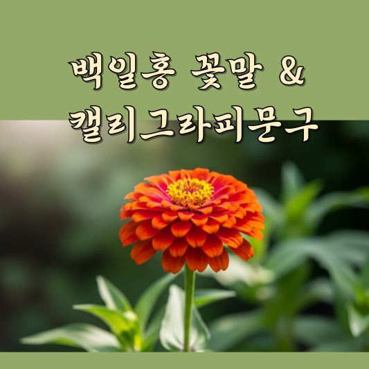 색상별 백일홍 꽃말과 감성 캘리그라피 문구 60선