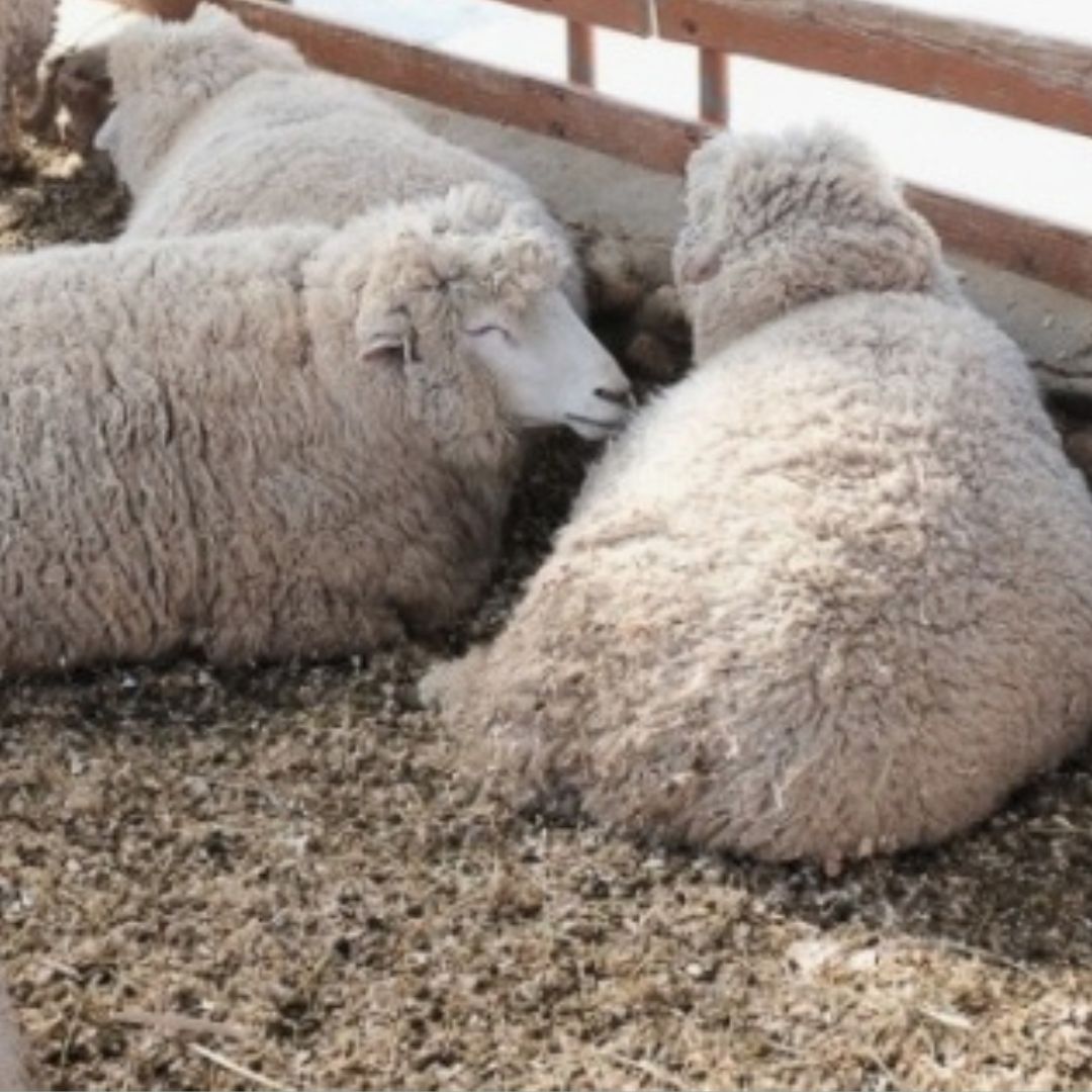 겨울에/꼭/가봐야/하는/여행지/강원도/평창