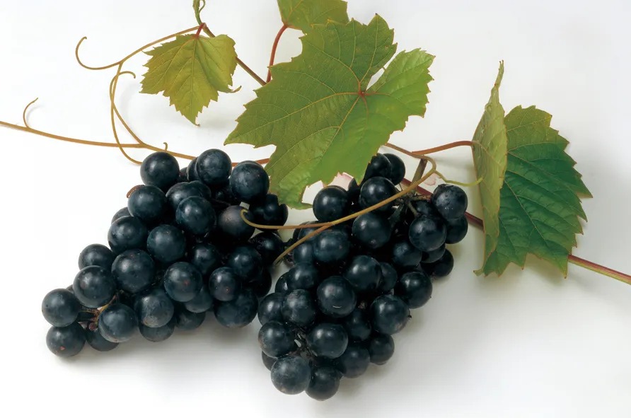 머루포도 효능키우기제철머루포도주 담그기먹는 방법보관 방법 안내_9