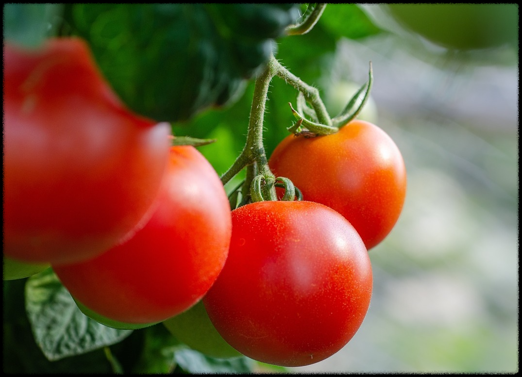 토마토 관련 이미지18