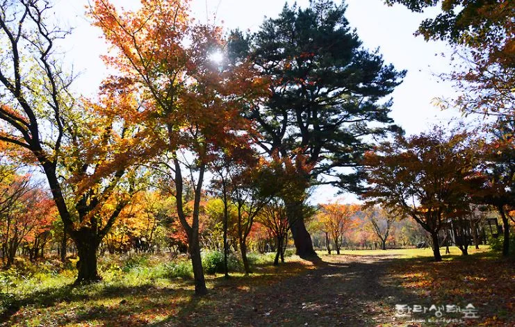 제주도-가을-여행-단풍-명소-한라생태숲-단풍나무와-햇살