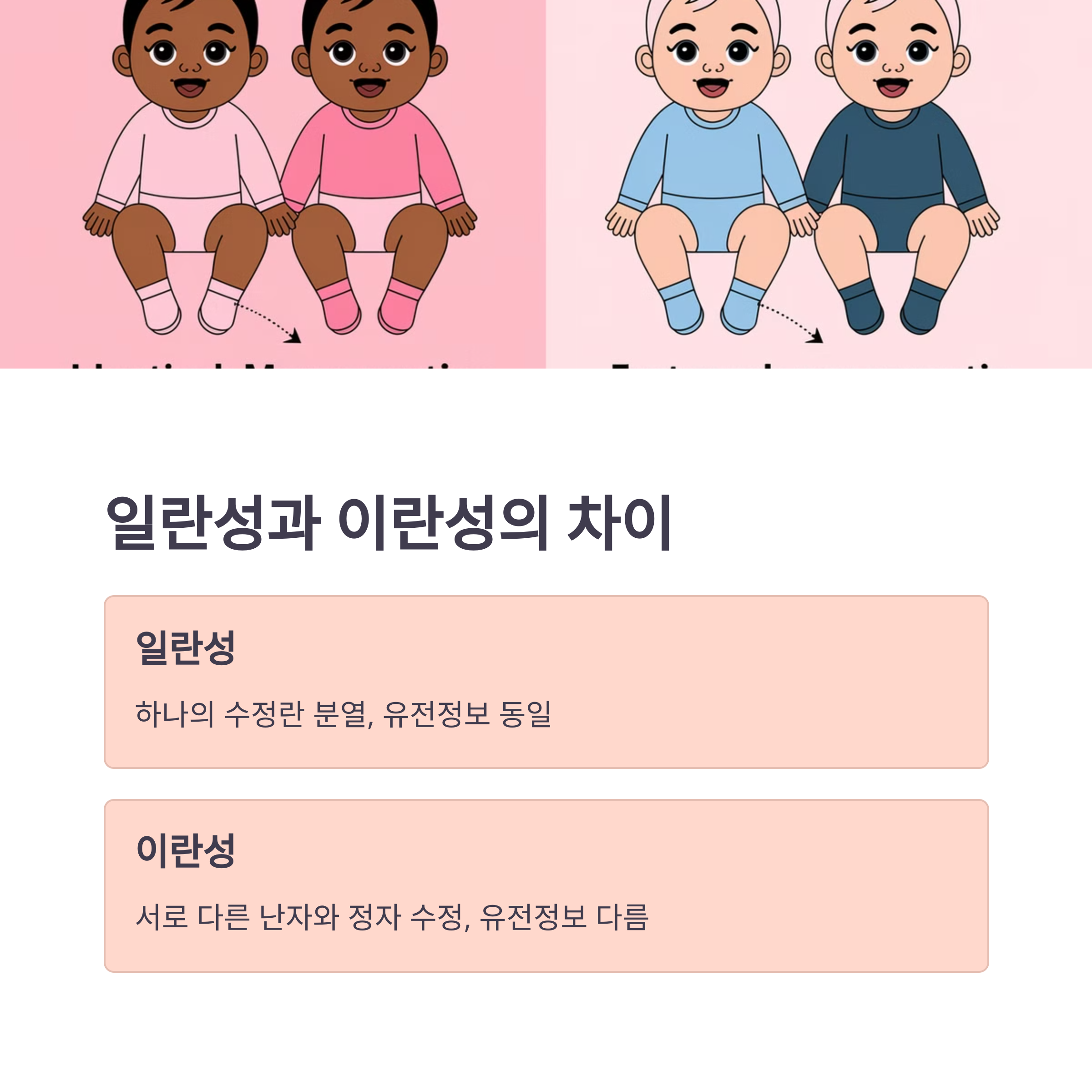 일란성과 이란성 다둥이의 주요 차이점 비교