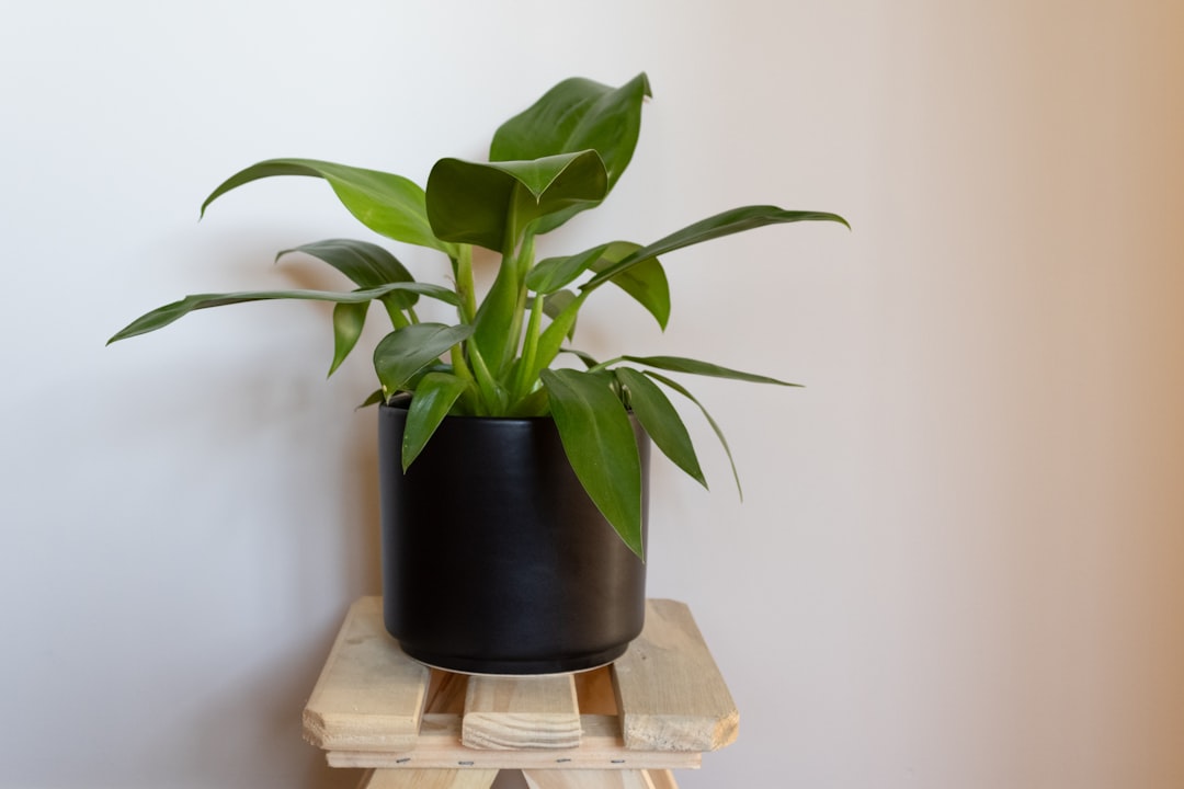 Philodendron
