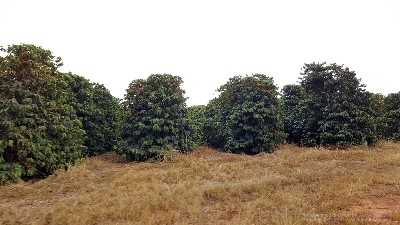 Fazenda_Tozan_14