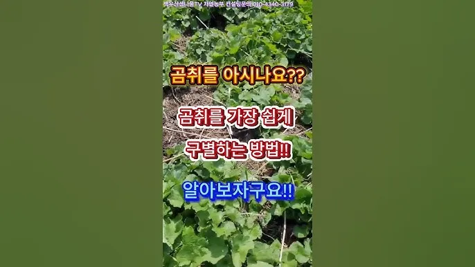 곰취 재배 상토 선택 통풍 관리 병충해 예방_6