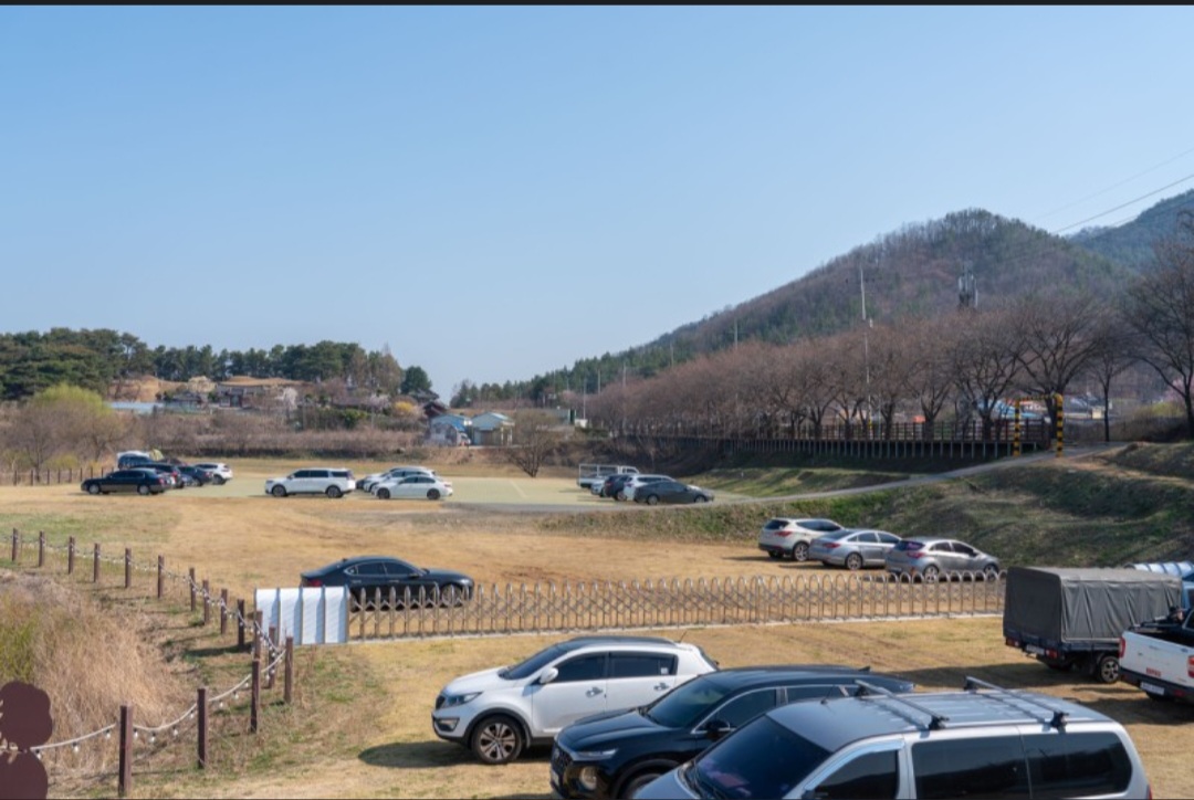대전 대청호 벚꽃축제 정보 대전 여행