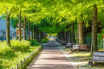 나는 빛나는 별처럼 느꼈습니다 한밭수목원 클레마티스 전시회 관람기_2