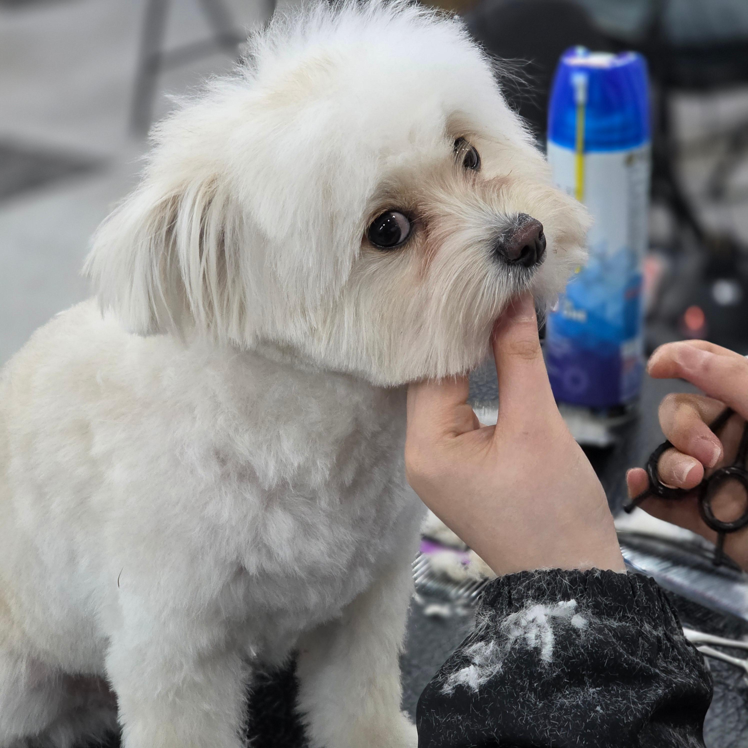 대전강아지미용학원