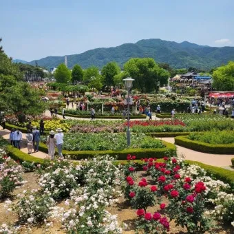 오늘이 아니라면 최적의 개화 시기는 언제인지 곡성세계장미축제에서 확인하세요_11