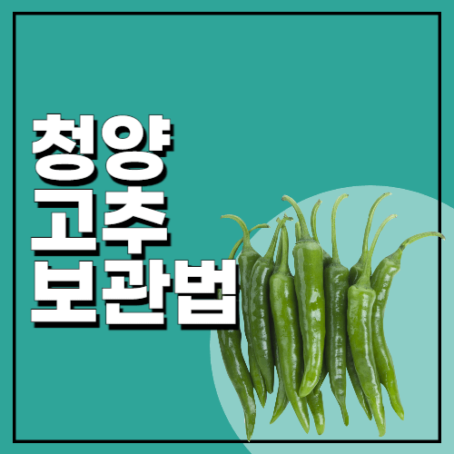 청양고추-보관법-냉장-냉동-어느-쪽