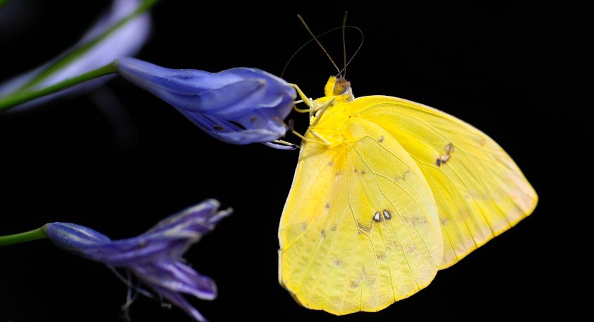 노란 색의 나비가 보라색 꽃에 앉아 꿀을 빨고 있는 사진