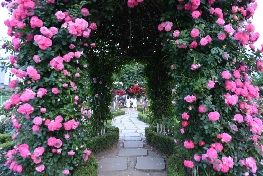 2025 곡성세계장미축제 일정, 입장권, 주차 정보, 곡성몰 최대 50% 할인 혜택까지!