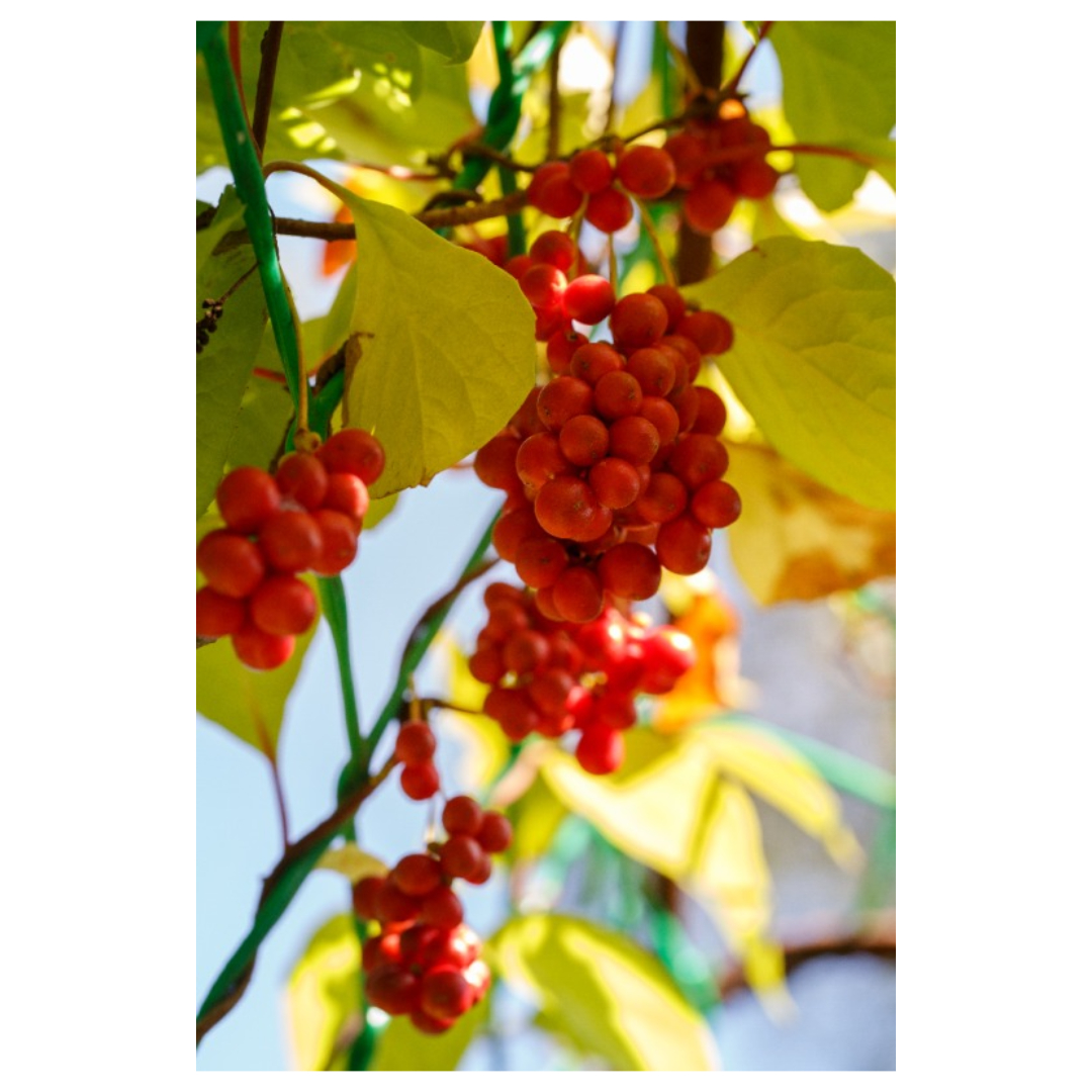 오미자청과 관련된 사진입니다.