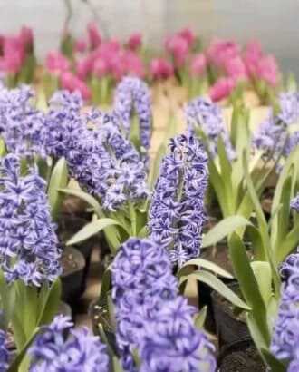 2025 제주 보롬왓 튤립축제