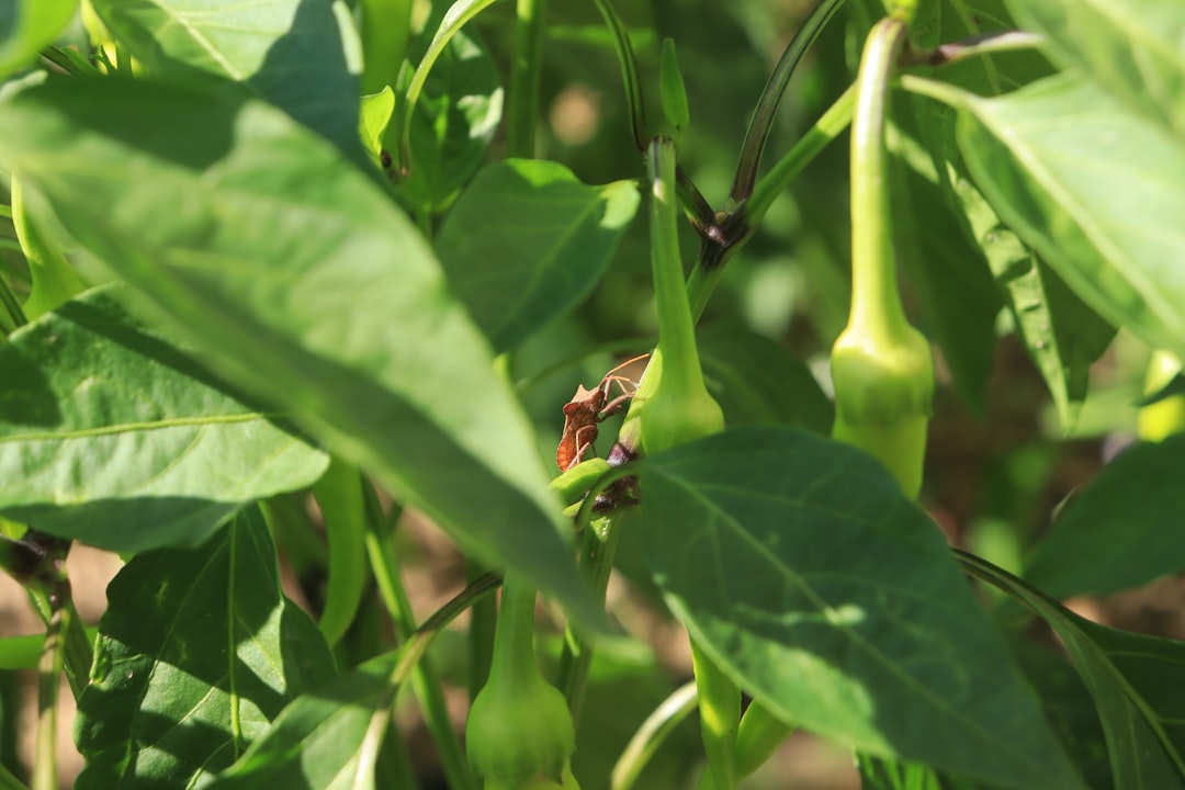 'Pepper'