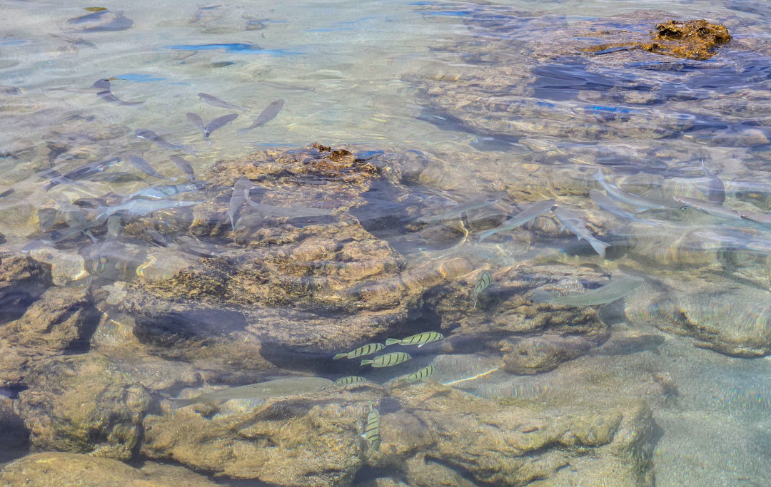 샥스코브 물고기