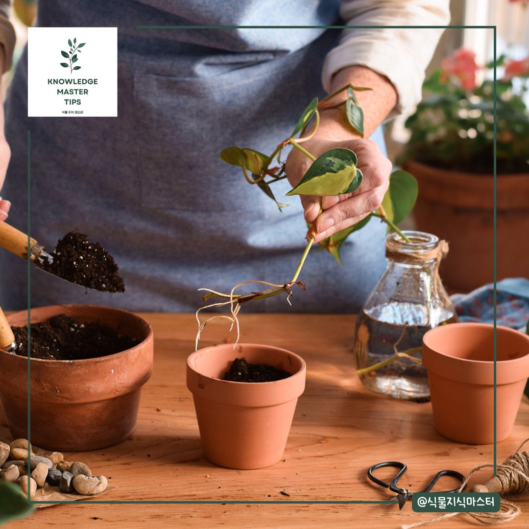 스킨답서스 번식, 삽목