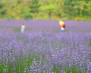 동해 무릉 별유천지_17