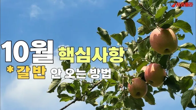 사과 재배 적과 시기 착색 관리 당도 향상_5