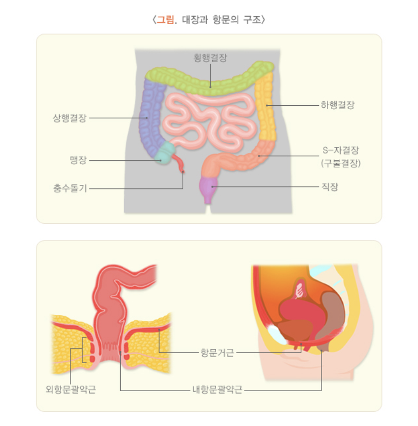 대장과 항문의 구조