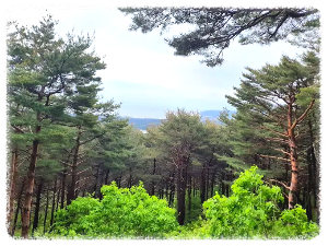 칠보산자연휴양림