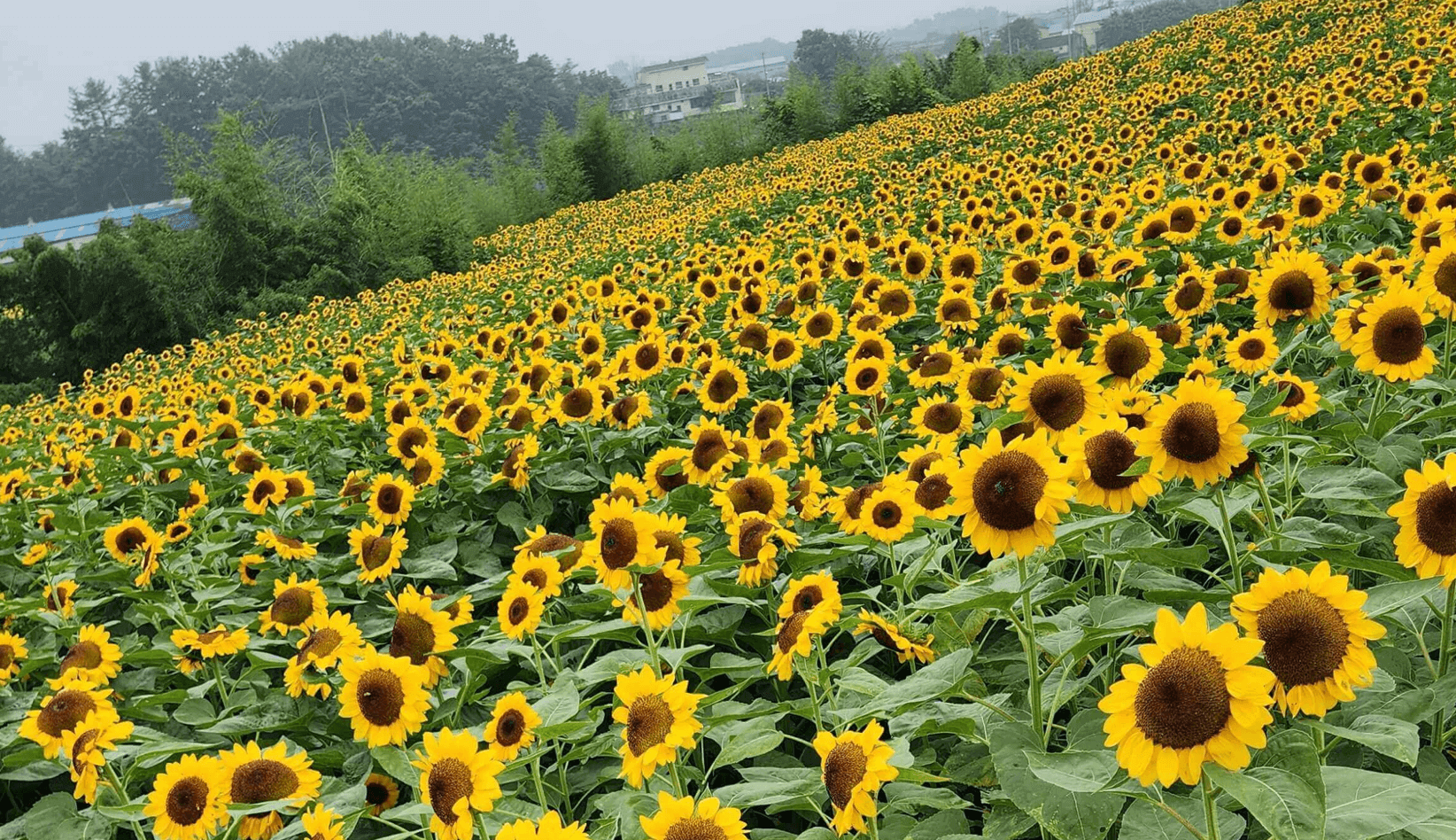 강주해바라기축제