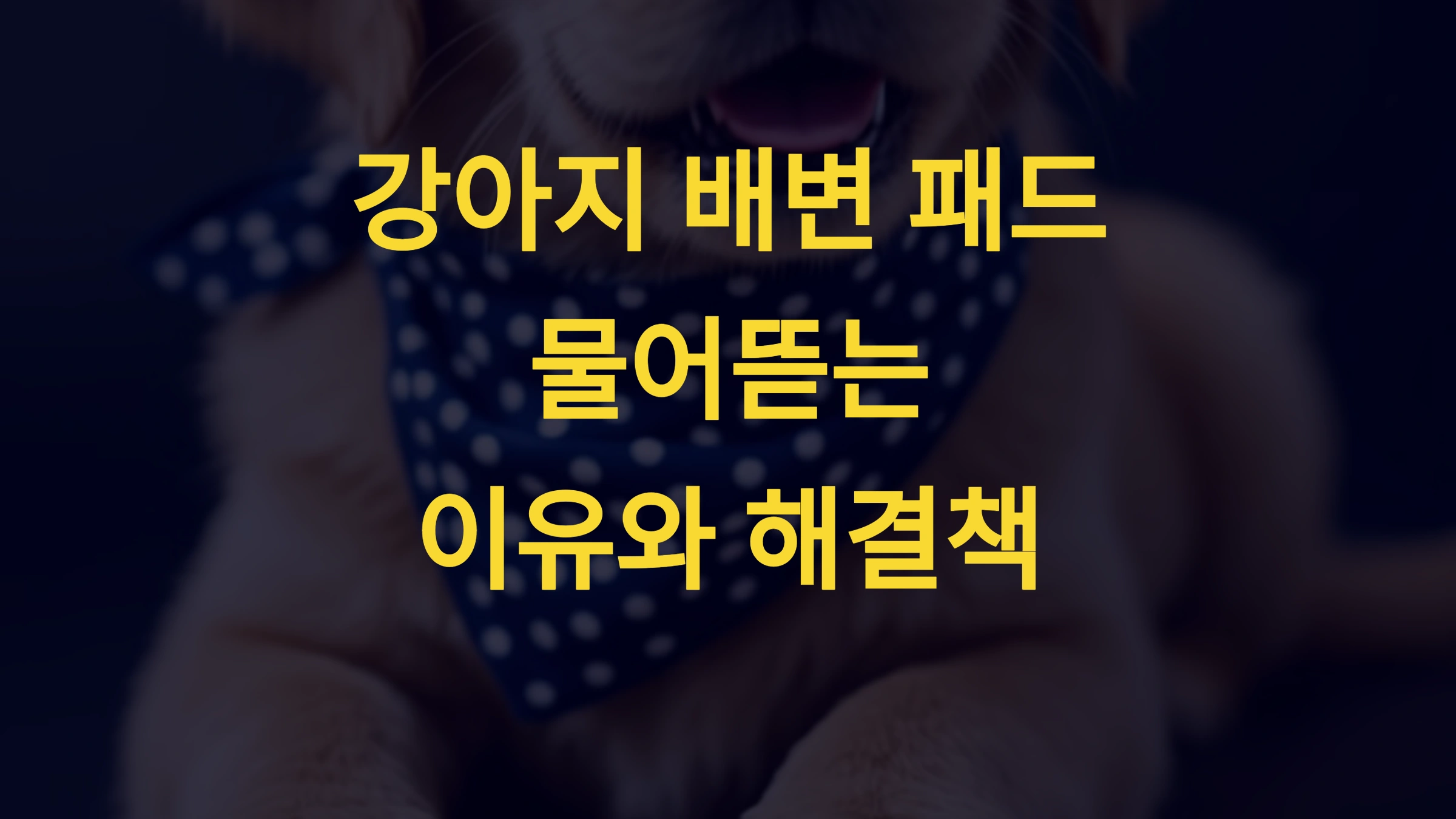 강아지가 패드를 물어뜯는 이유