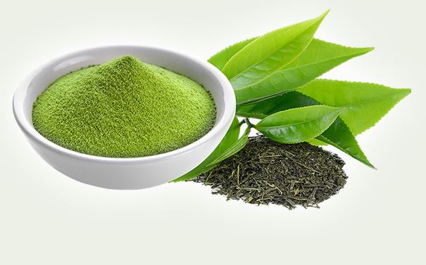 카테킨 다이어트보조제