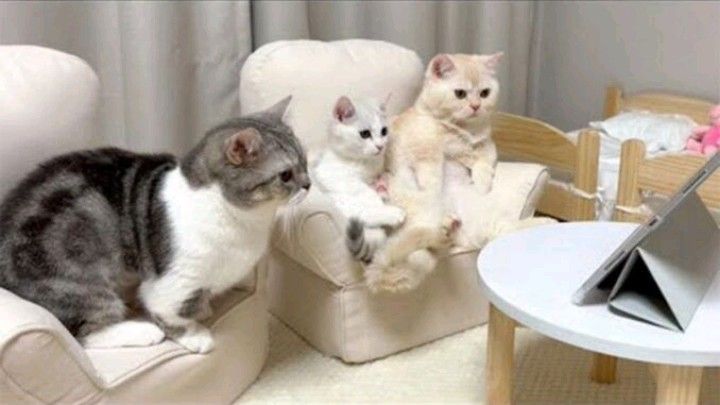다묘 가정