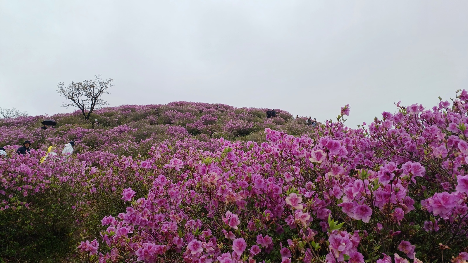 합천 황매산 철쭉16