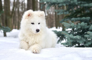 사모예드/출처:어도비스톡