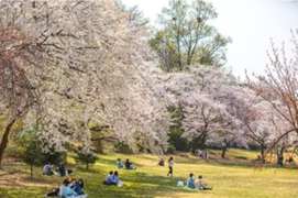 정읍 벚꽃 축제