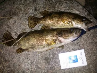 5월 쏘가리 금어기 시작 전국 금지 기간 완벽 정리와 낚시 규정_5