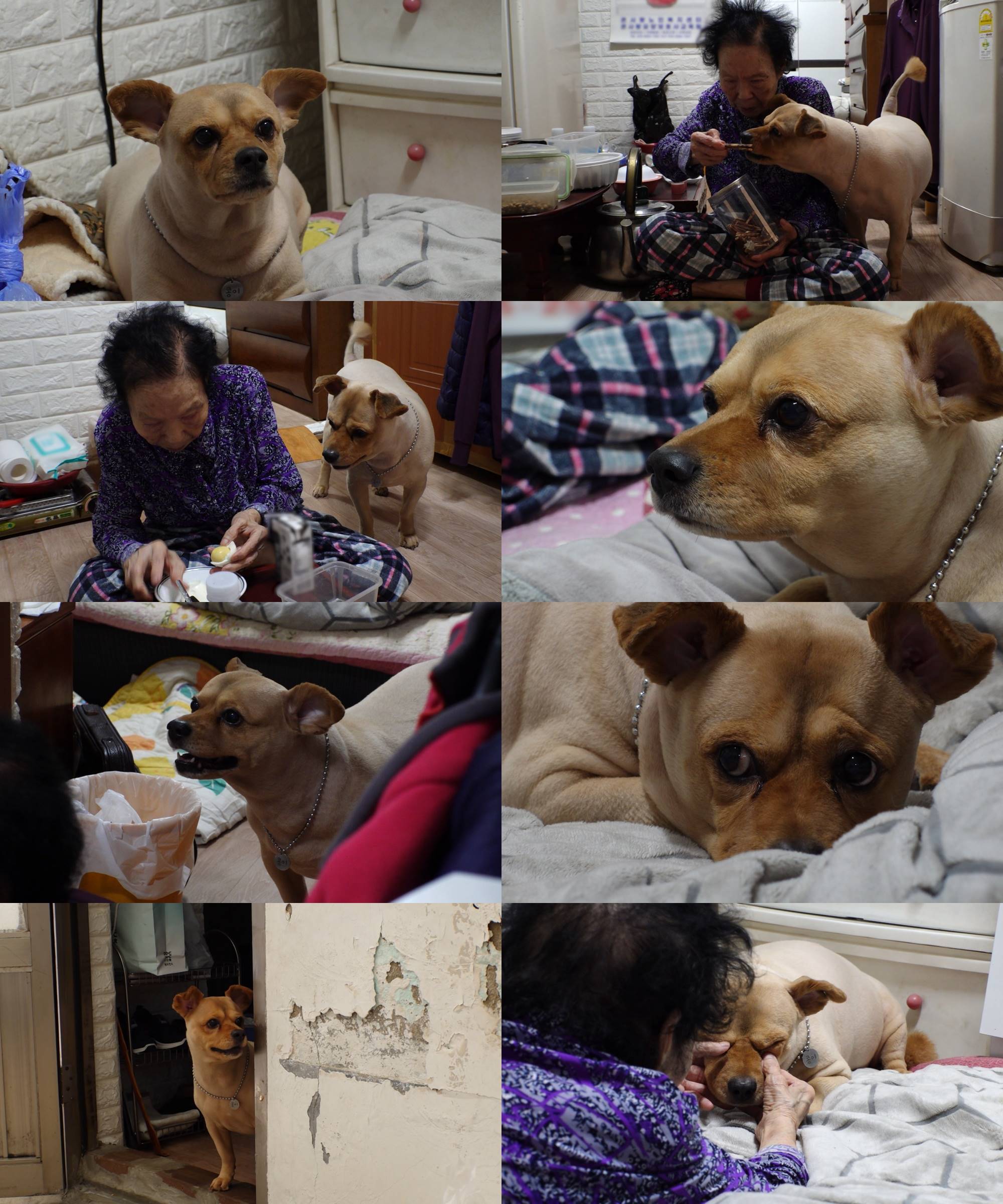 동물농장 1268회 : 87세 할머니의 눈물겨운 사투, 12년 지기 손주 콩이 위해 치료 거부한 사연 (20260419)