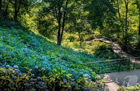 2024 화담숲 예약 가이드