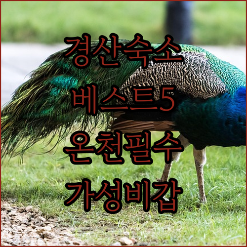 경산 숙소 베스트 5 온천부터 비즈니..