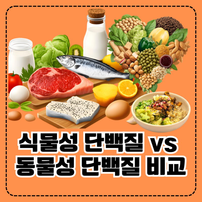 식물성 단백질 vs 동물성 단백질: 기본 구성 차이