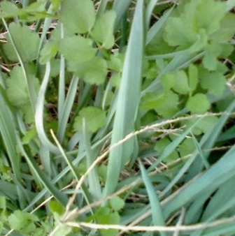 씀바귀 효능과 부작용 먹는법 고르는법