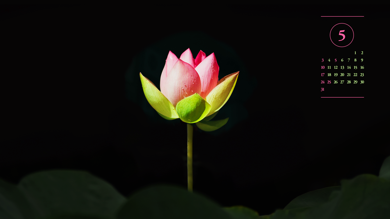13 연꽃 검정배경 A - 2026년5월 달력배경화면