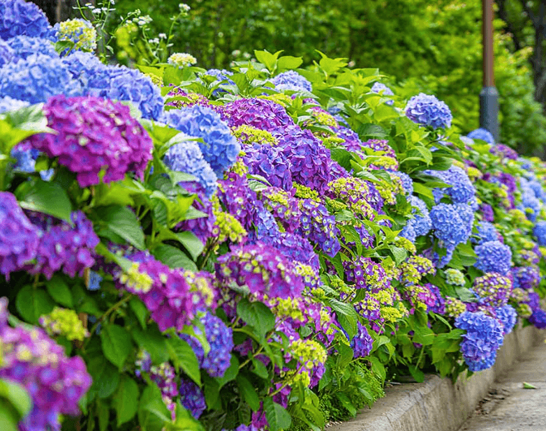 진주 월아산 수국축제