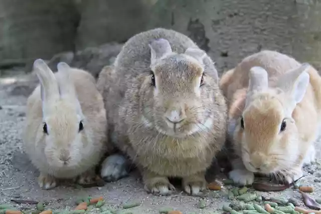 토끼-3가족