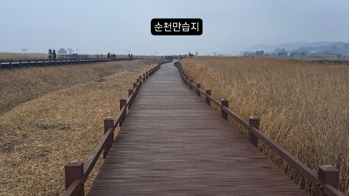 순천만습지 대한민국 최고의 생태 관굉지 철새도래지