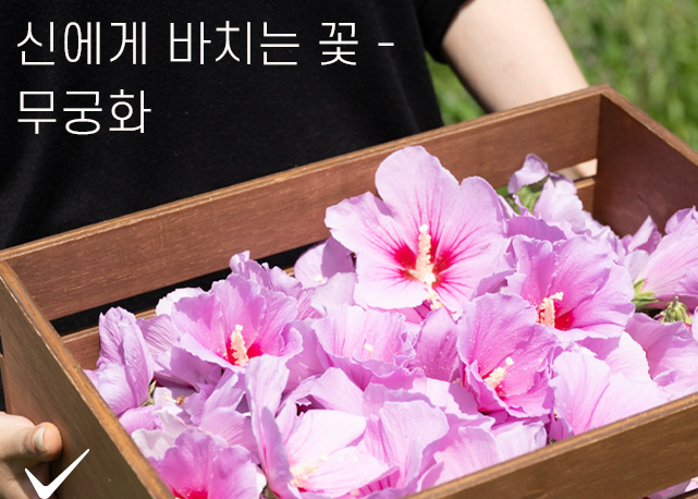 무궁화 다이어트, 무궁핏 효과 및 후기