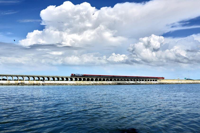 반려동물과 함께하는 대중교통