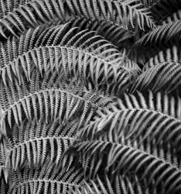 고사리 효능과 부작용 고르는법 칼로리