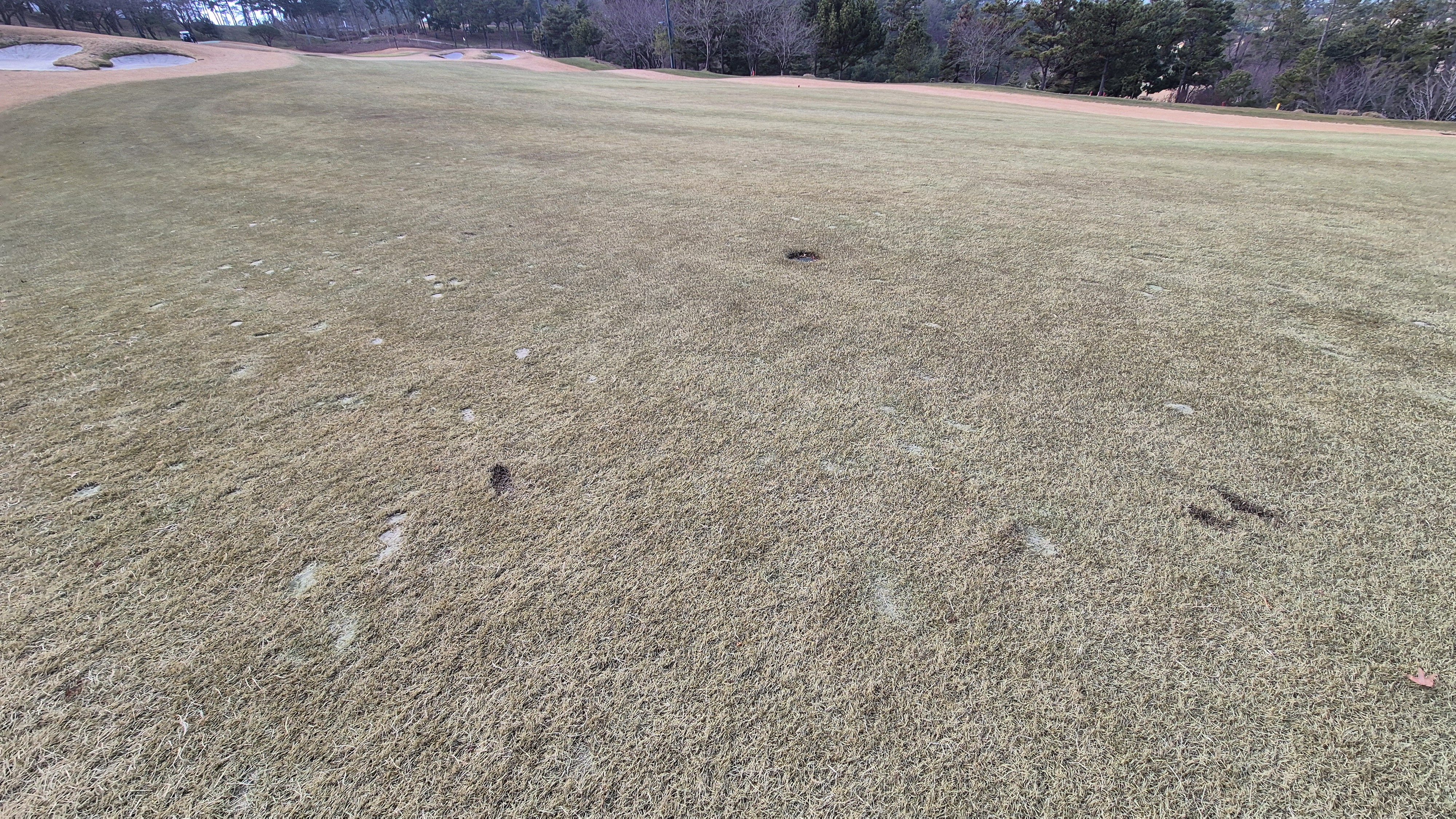 더헤븐cc 사우스-웨스트 코스 관리 상태