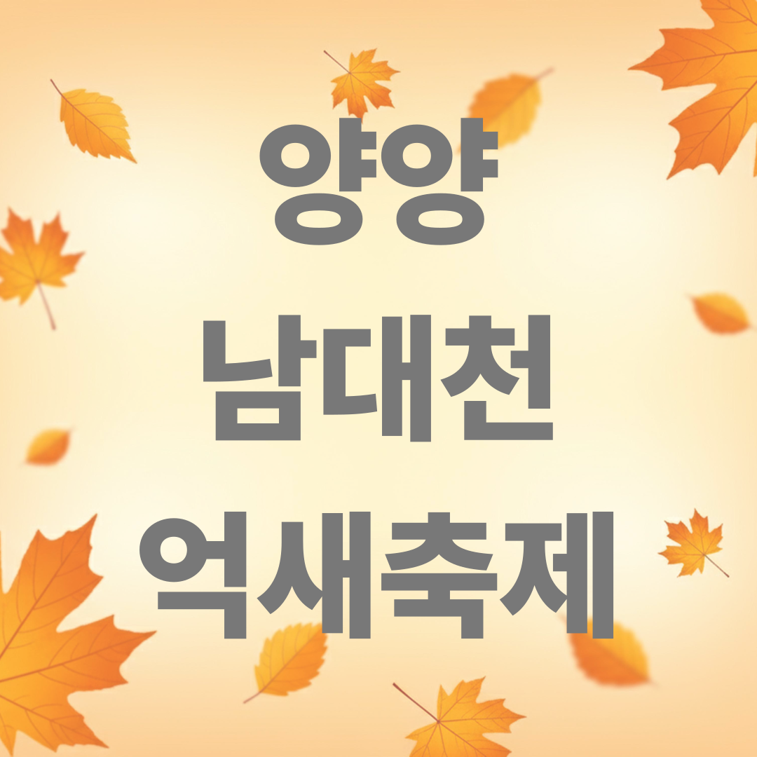 양양 남대천 억새축제