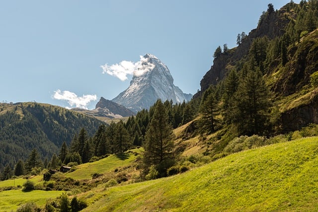 동남아 침향나무, 국내와 비교해보기